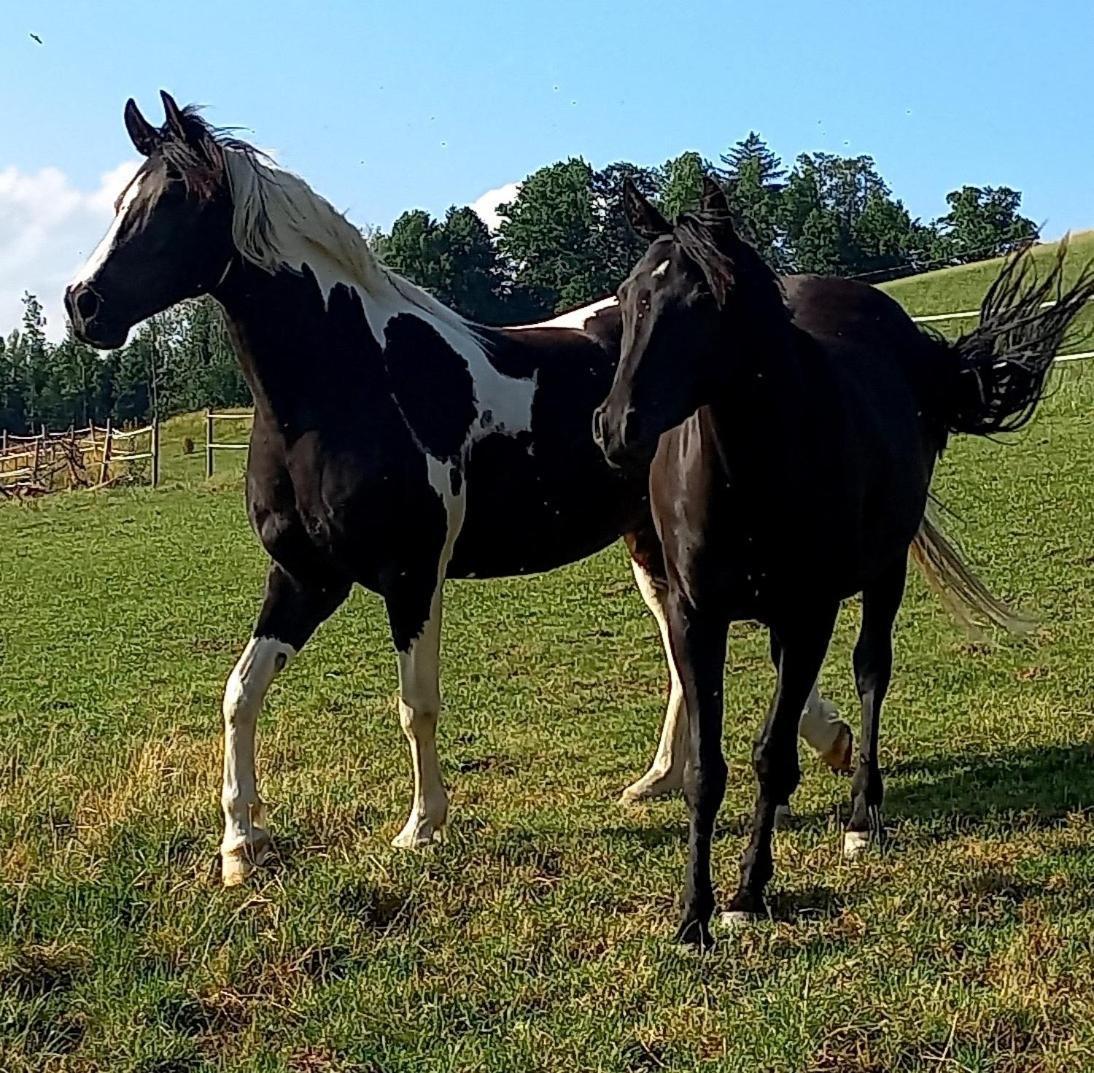 Roiderhof Irrsee Oberhofen am Irrsee Zewnętrze zdjęcie