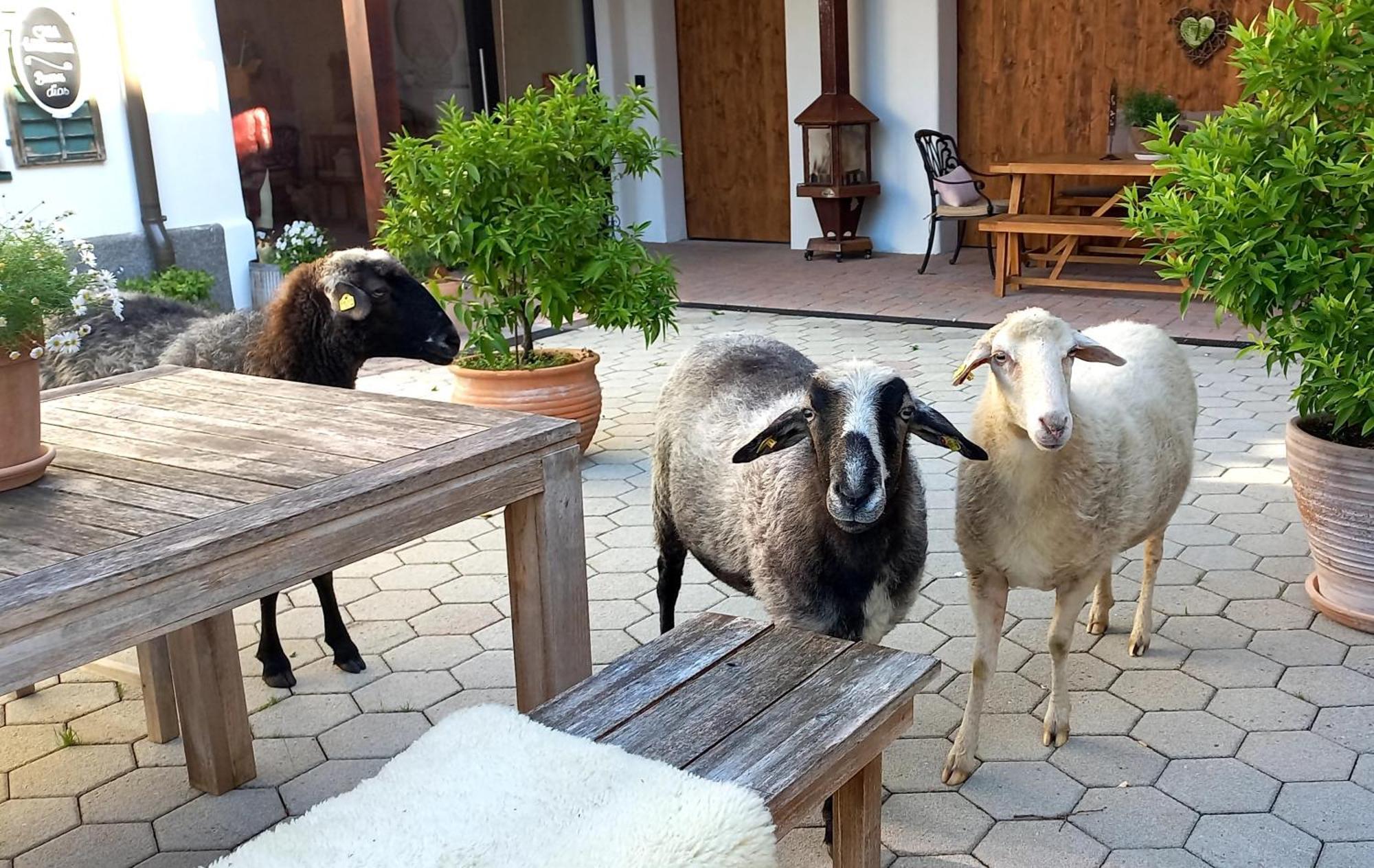 Roiderhof Irrsee Oberhofen am Irrsee Zewnętrze zdjęcie